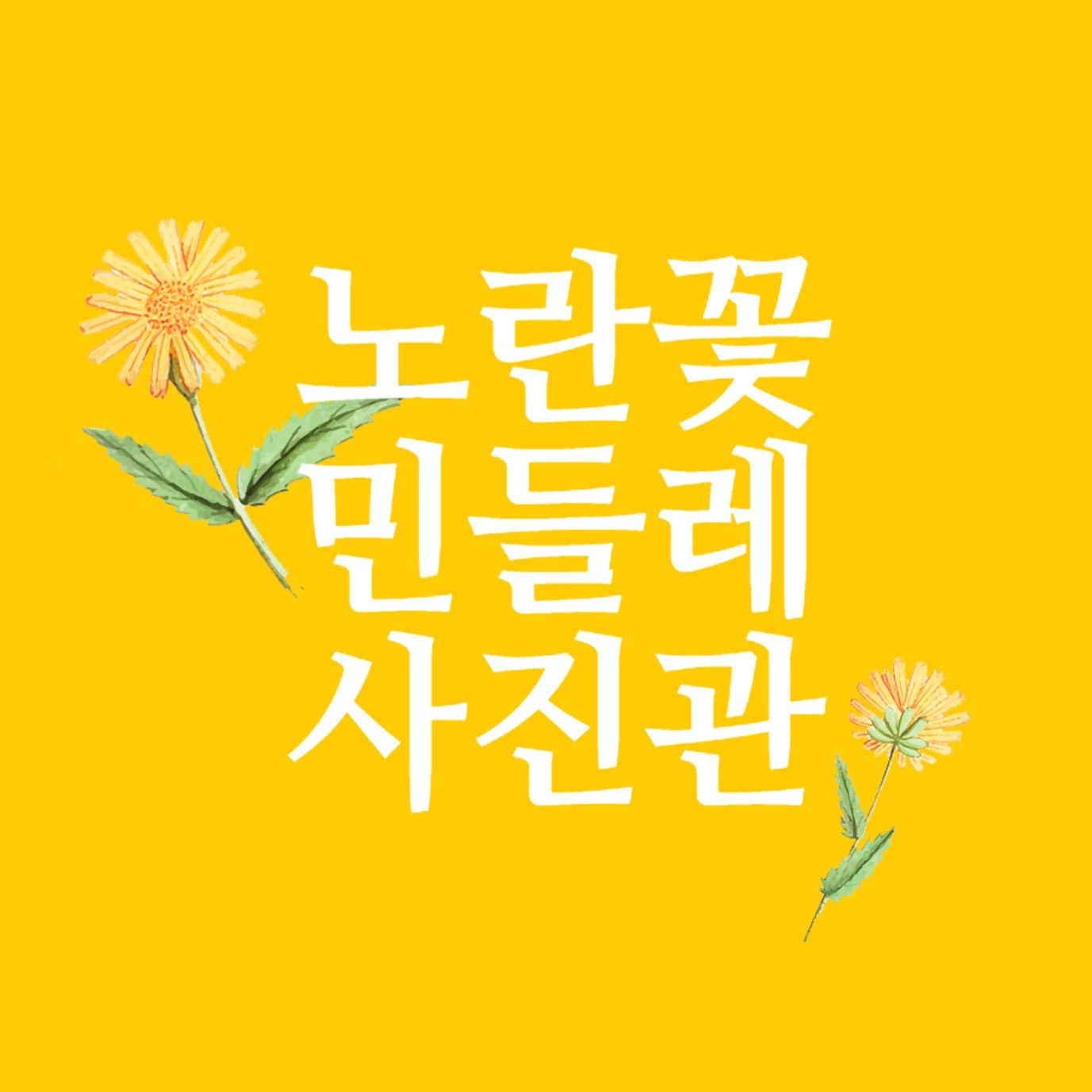 노란꽃 민들레 사진관 대표사진