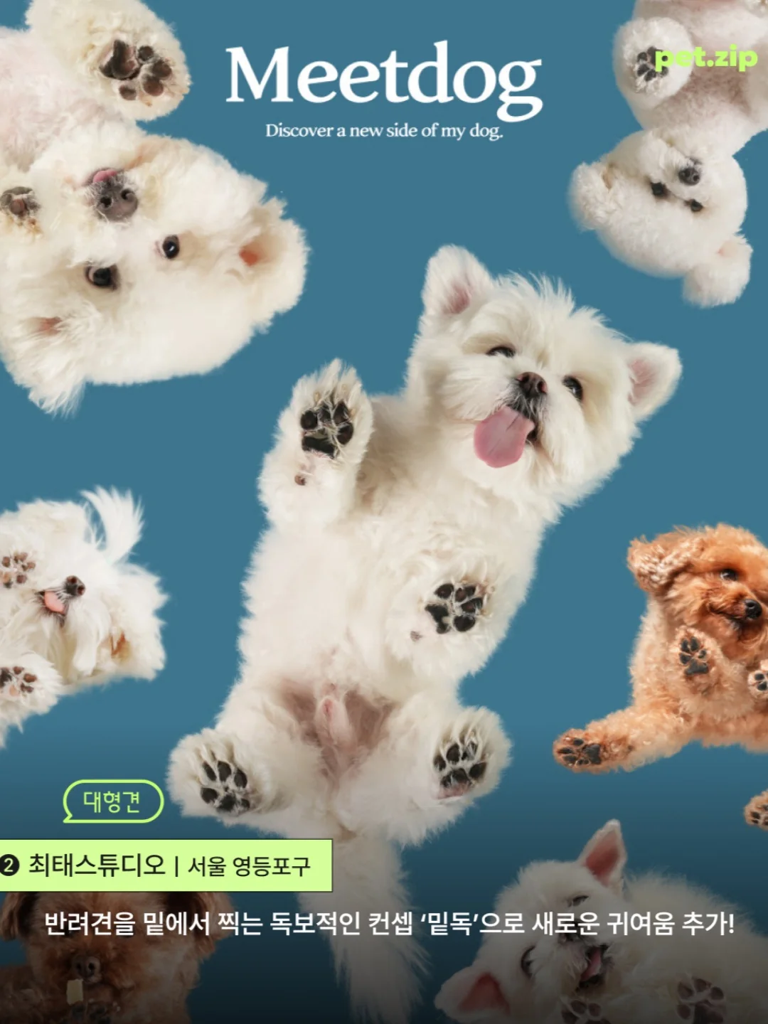 오디너리독스 대표 촬영 이미지